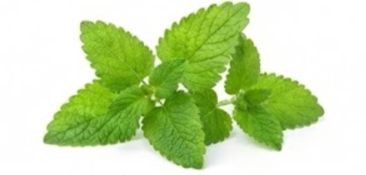 Lemon balm