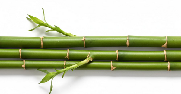 Bamboo Extract