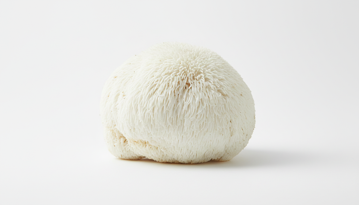 Lions Mane