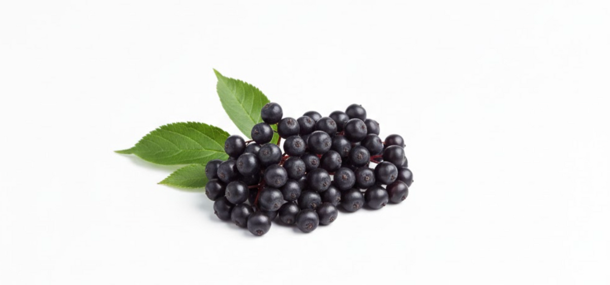 Elderberry