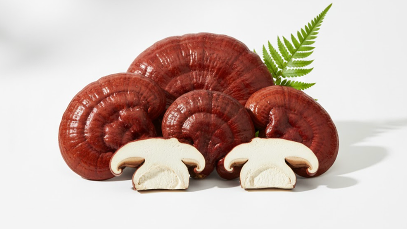 Reishi