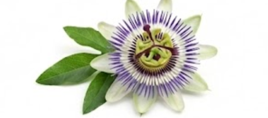 Passionflower